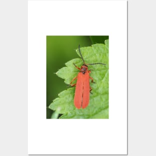 Red net-winged beetle - Dictyoptera simplicipes Posters and Art